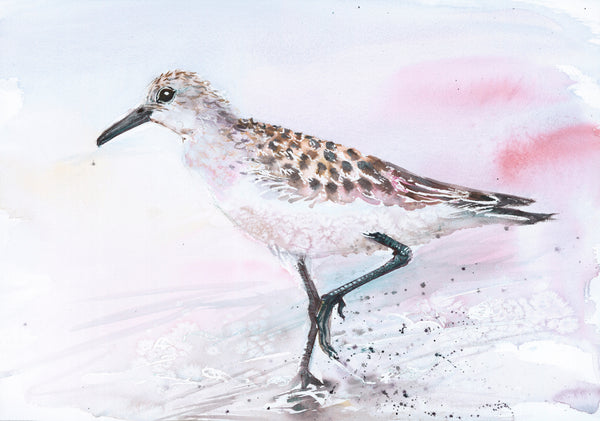 'Water Birds' Variety Notecard Set of 4