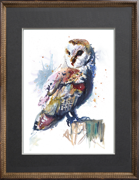 Barn Owl