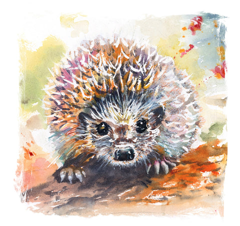 'Hedgehog' Greetings Cards - Pack of 4