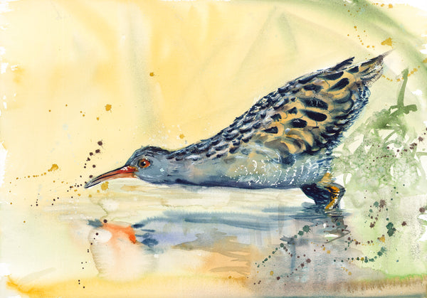 'Water Birds' Variety Notecard Set of 4