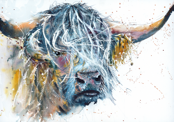 Highland Bull