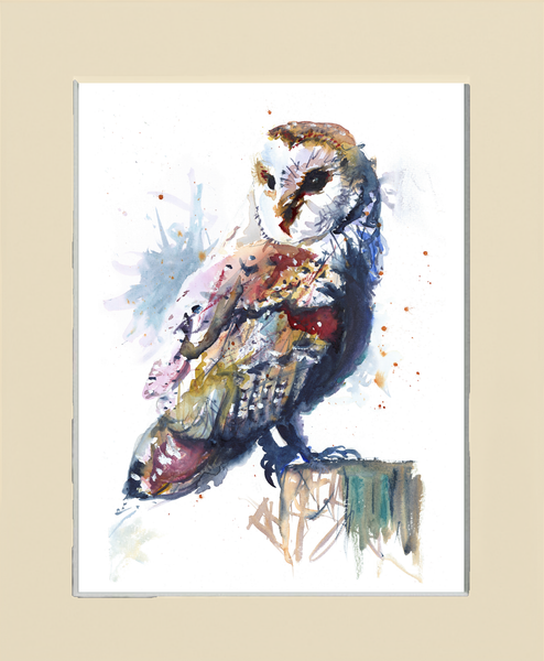 Barn Owl